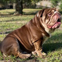 Heist - Bulldog