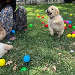 Cousin Itt-Orange - Golden male Golden Retriever puppy in Squaw Valley, California from Bear Mountain