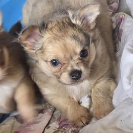 Girl 2 - female Chihuahua puppy in Mills River, North Carolina from Chosen Chihuahuas