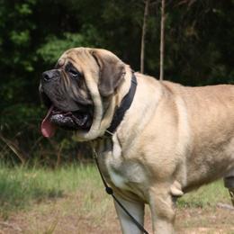 Ruger - Mastiff