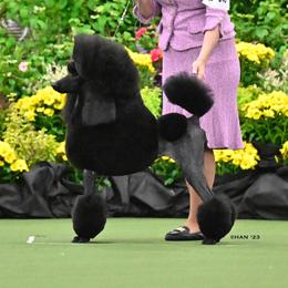 “Nora” - Poodle