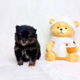 Black and tan boy 1 - Black and tan parti male Pomeranian puppy in Princeton, New Jersey from PureLove Poms.