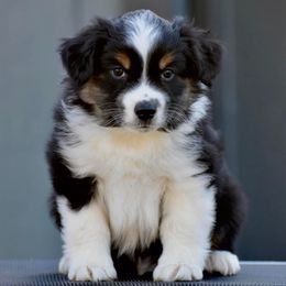 Australian Shepherds and Miniature American Shepherds from Bright Heart Aussies & Miniature American Shepherds