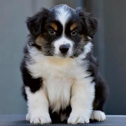 Australian Shepherds and Miniature American Shepherds from Bright Heart Aussies & Miniature American Shepherds
