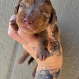 Choc - Tan Dapple Male - Dapple male Dachshund puppy in Woodland, Washington from SJs Dachshunds