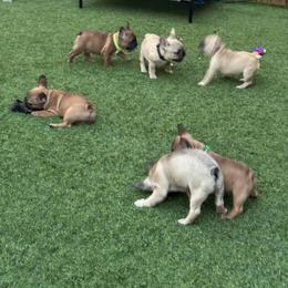 French Bulldog Puppies from Mosaic French Bulldogs