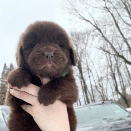 Cain OFA - Brown male Newfoundland puppy in Falmouth, Michigan from Dyer Lake Newfoundland’s