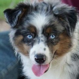 Aussiedoodles, Australian Shepherds, Miniature Australian Shepherds, and Toy Australian Shepherds from Doodles ‘N Dawgs
