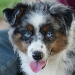 Aussiedoodles, Australian Shepherds, Miniature Australian Shepherds, and Toy Australian Shepherds from Doodles ‘N Dawgs