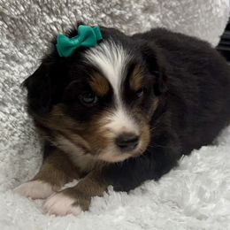 Teal collar - Black tri female Miniature Australian Shepherd puppy in 32046, Florida from River Hill Ranch