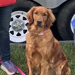 Eve - Golden Retriever