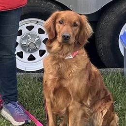 Eve - Golden Retriever