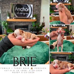 B R I E ... ( teddy bear Poochon) - female Cavapoochon puppy in Pleasant View, Utah from Anchor Dogs