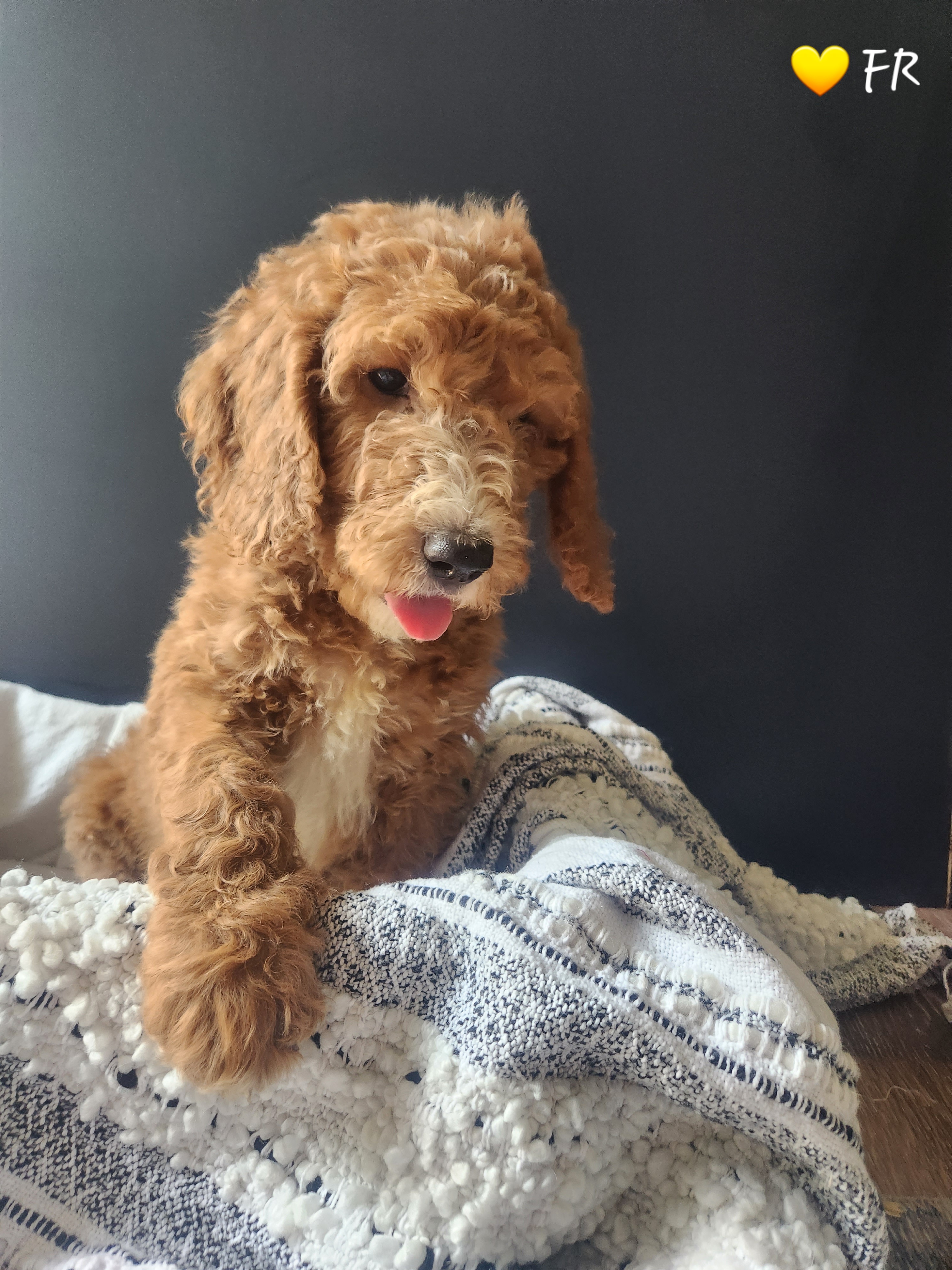 Goldendoodle Puppies from Oodles of Doodles