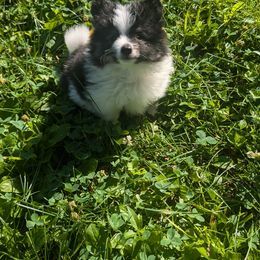 Pomeranian Puppies from Textilepoms