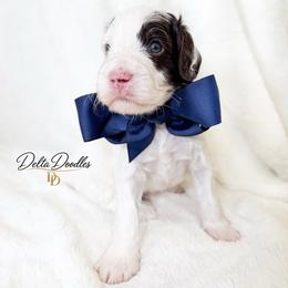 Cappuccino - Parti male Labradoodle puppy in Clovis, California from Delta Doodless