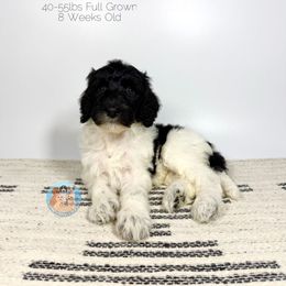 Cookie - Black female Goldendoodle puppy in Southwest Ranches, Florida from Dandy Doodle Ranch