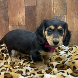 Dachshund Puppies from Brittany Barks