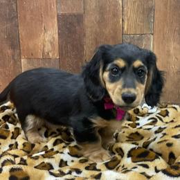 Dachshund Puppies from Brittany Barks