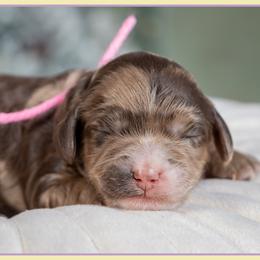 Dottie - Merle female Cockapoo puppy in Connersville, Indiana from Deaz Doodle Ranch
