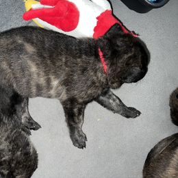 Dutch Shepherd Puppies from Monadnock Dutch Shepherds