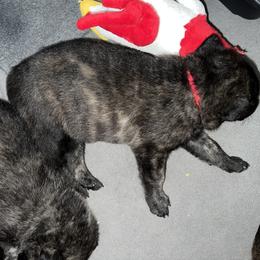 Dutch Shepherd Puppies from Monadnock Dutch Shepherds