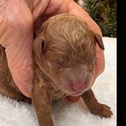 Bennett - Red  male Poodle puppy in Vilonia, Arkansas from Donna’s Pretty Poodles