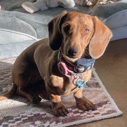 Petals - Dachshund