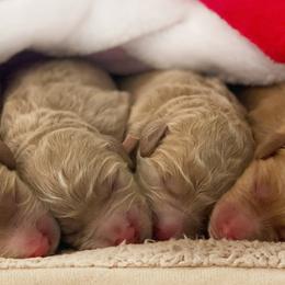Cavapoos and Goldendoodles from Home Grown Puppies