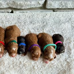 Bernedoodle puppies from Crimson Curl Doodles