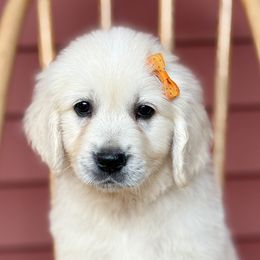 Orange collar-Ready now - female Golden Retriever puppy in Pentwater, Michigan from Dumaw Creeks Pups