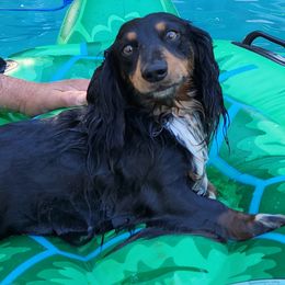 Clark - Dachshund