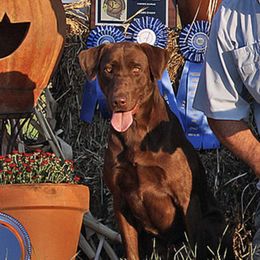 German Shorthaired Pointers and Labrador Retrievers from Uplandhills Kennel