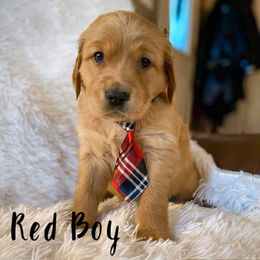 Golden Retriever Puppies from PDA Goldens