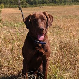 Labrador Retriever Puppies from Lazy M Labradors