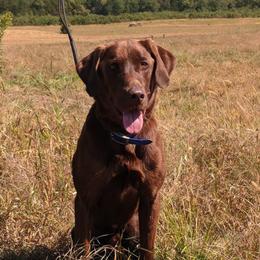 Labrador Retriever Puppies from Lazy M Labradors