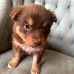 Girl 4 - Red tri-color female Australian Shepherd puppy in Bison, South Dakota from South Dakota Creekside Australian Shepherds