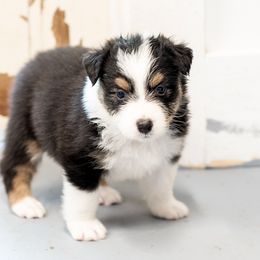Australian Shepherd Puppies from Haint Blue Aussies