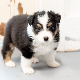 Australian Shepherd Puppies from Haint Blue Aussies