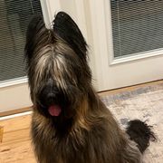 Turley - Briard