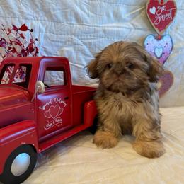 Colombia - Liver female Shih Tzu puppy in Success, Missouri from Sweet Success