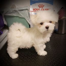 Maltese Puppies from Avante Maltese