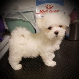 Maltese Puppies from Avante Maltese