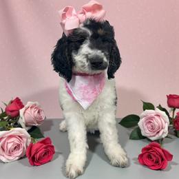 Nellie - Parti female Goldendoodle puppy in Prosperity, Pennsylvania from Stelladoodles & Company