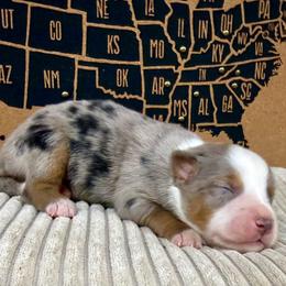 Rosco - Blue merle male Miniature Australian Shepherd puppy in Michie, Tennessee from Acton Aussies