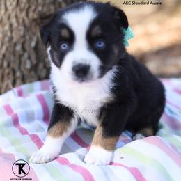 Rowdy-BTM - Black tri-color male Australian Shepherd puppy in Nacogdoches, Texas from TK Standard, Mini, & Toy Aussies
