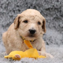 Poodle Puppies from Absolutely Pampered Poodles