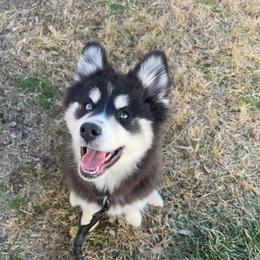 Rapunzel - Black and white female Pomsky puppy in Henderson, Kentucky from Paris Pomskies