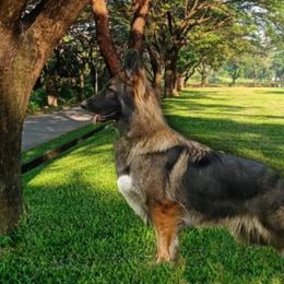 Izzy - German Shepherd