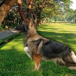 Izzy - German Shepherd